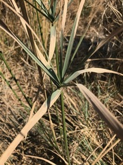 Cyperus sexangularis