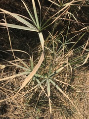 Cyperus sexangularis