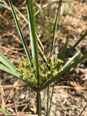 Cyperus sexangularis