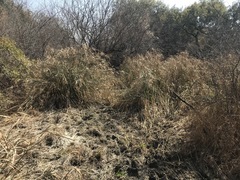 Cyperus sexangularis