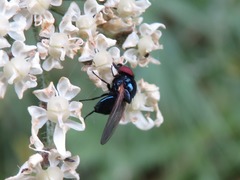 Lonchaea