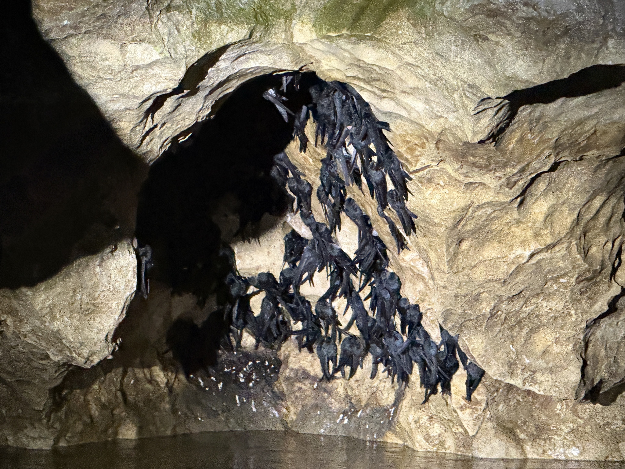 Plume-toed Swiftlet (Collocalia affinis), photo 10