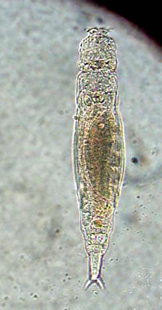 Adineta coatsi