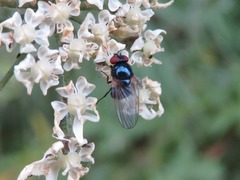 Lonchaea