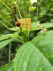 Harmonia axyridis