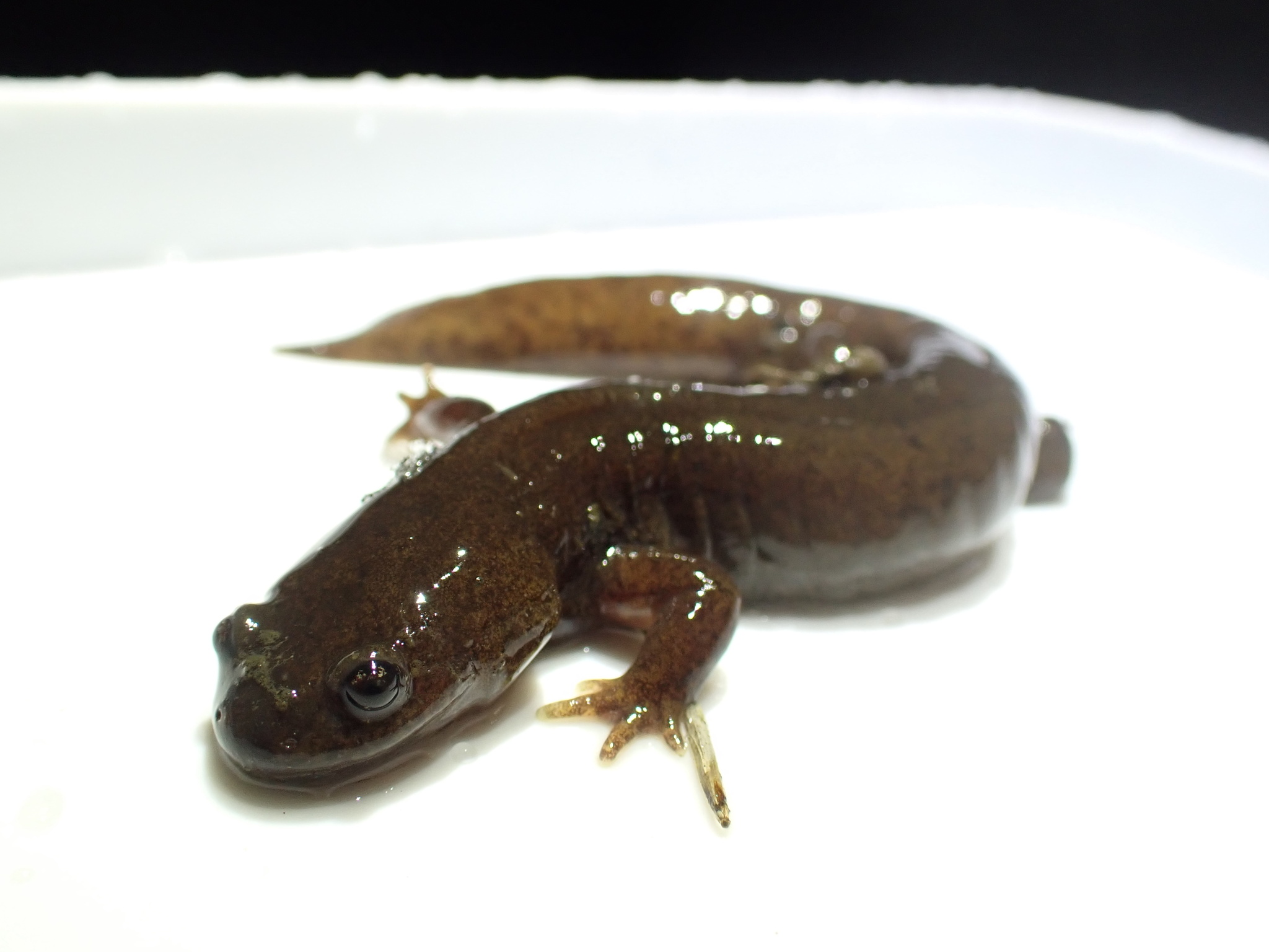 Iwaki Salamander photo 3