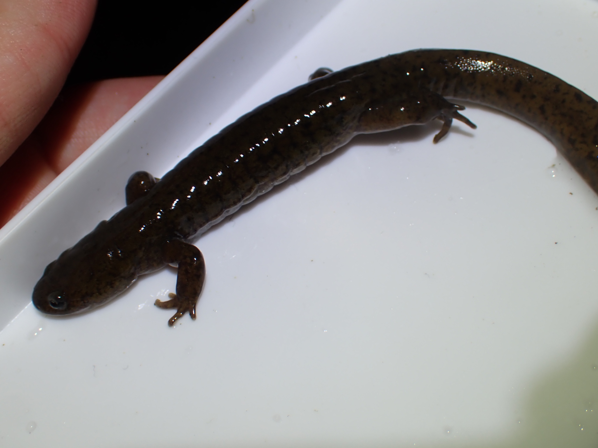 Iwaki Salamander photo 4