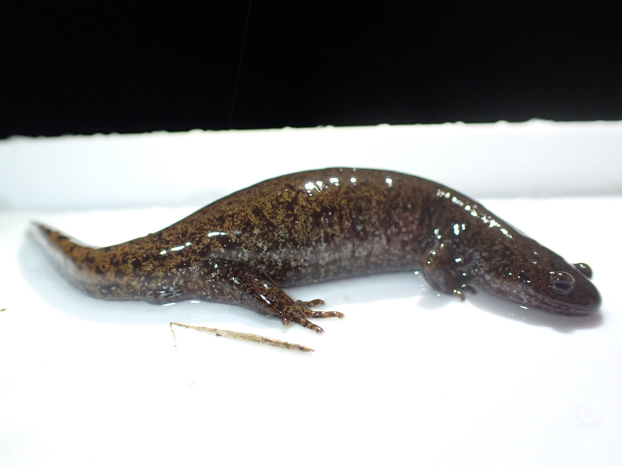 Iwaki Salamander photo 5