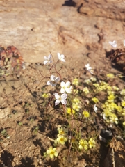 Heliophila variabilis