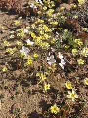 Heliophila variabilis