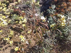 Heliophila variabilis