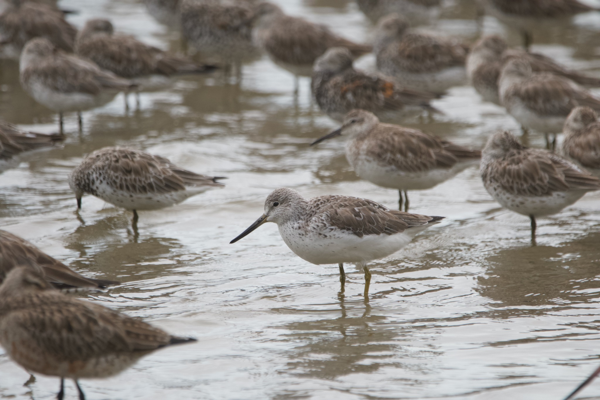 Nordmann's Greenshank