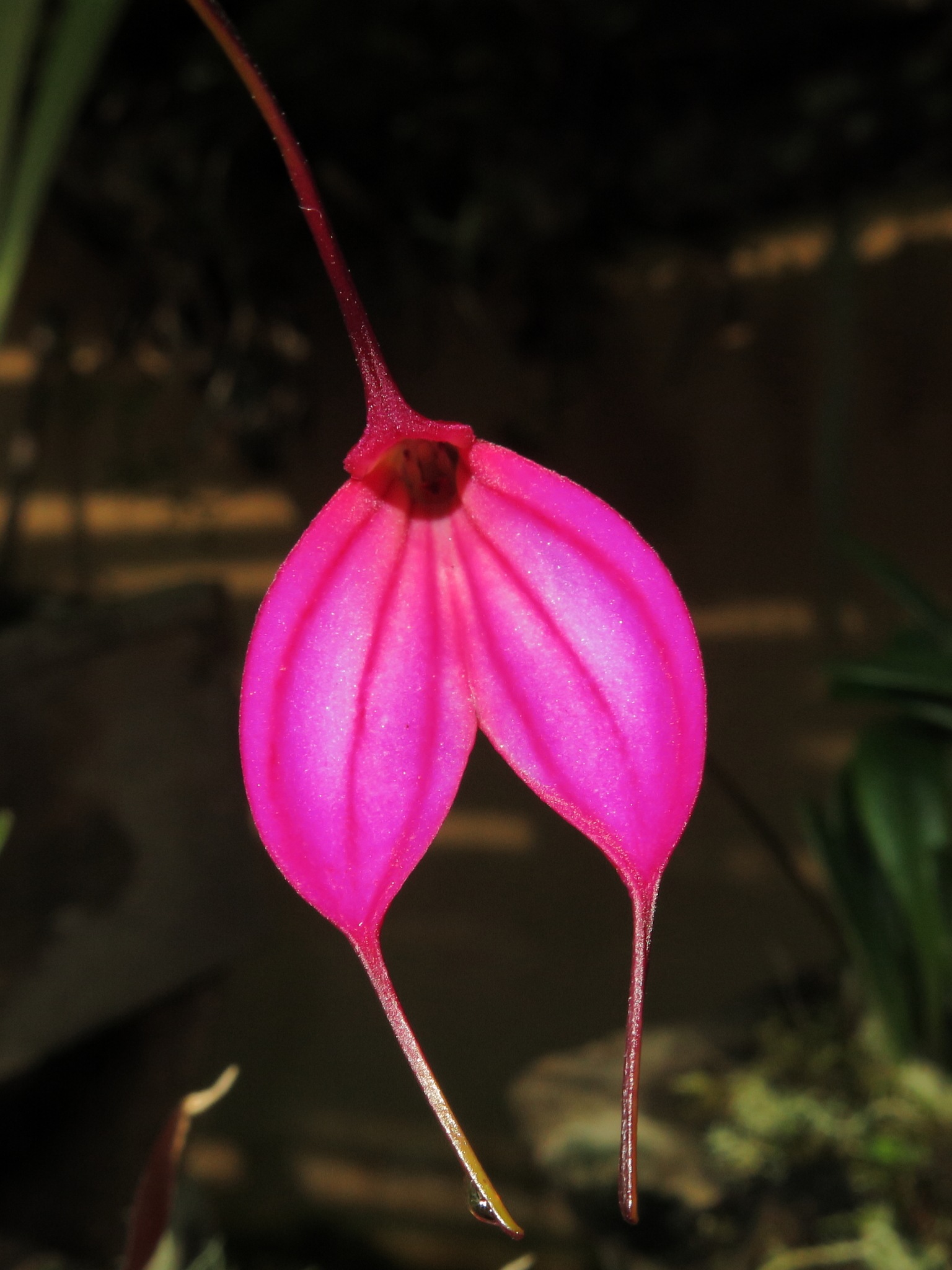 Masdevallia amabilis