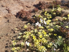 Heliophila variabilis