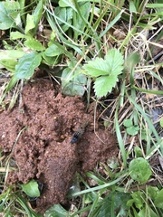 Ontholestes tessellatus