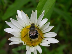 Trichiotinus assimilis
