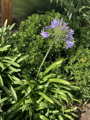 Agapanthus