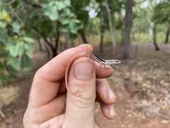 Top End Firetail Skink photo 2