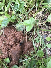 Ontholestes tessellatus