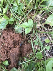 Ontholestes tessellatus