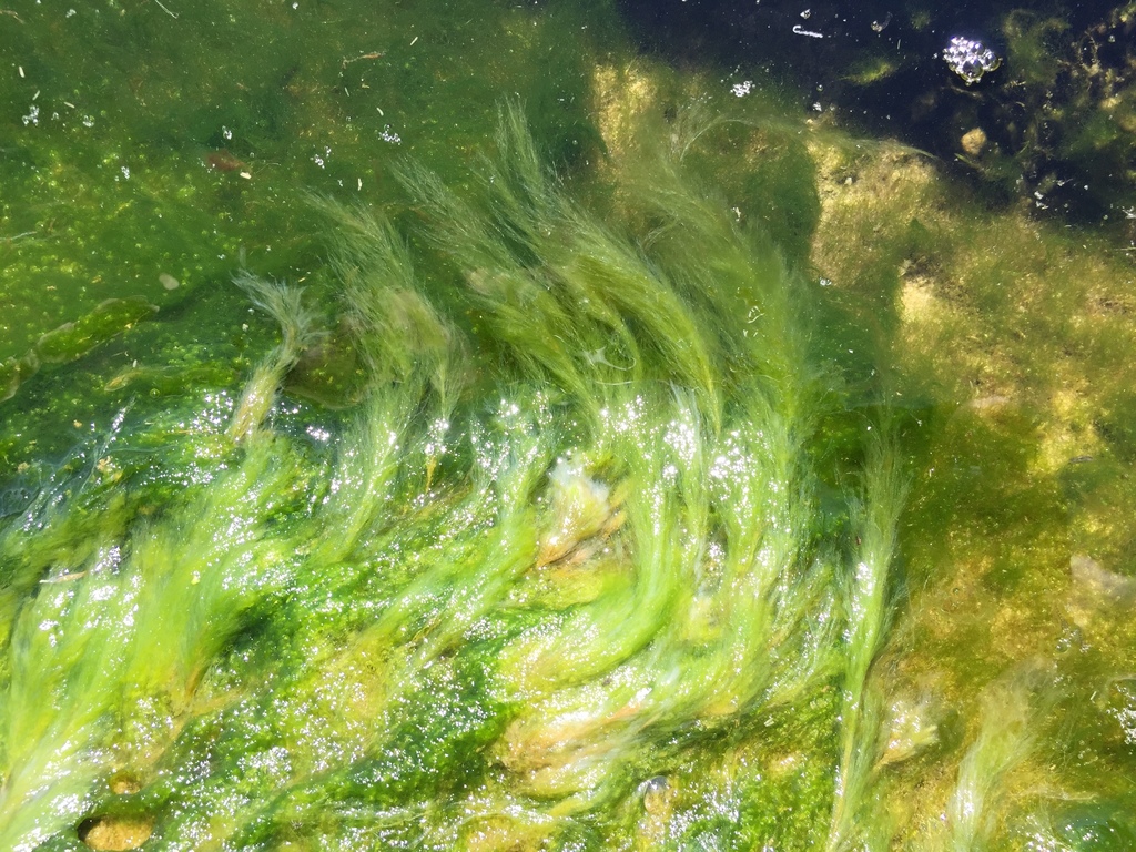 Green Algae (Exploring Ecosystems Guide) · iNaturalist