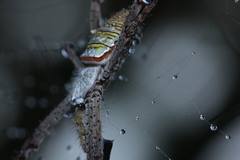 Argiope aemula
