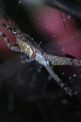 Argiope aemula