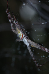 Argiope aemula