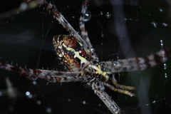 Argiope aemula