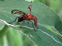 Tritoxa incurva