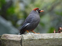 Pterorhinus mitratus