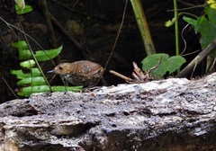 Pnoepyga pusilla