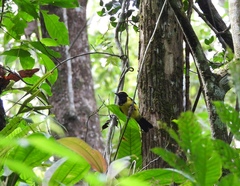 Melanochlora sultanea