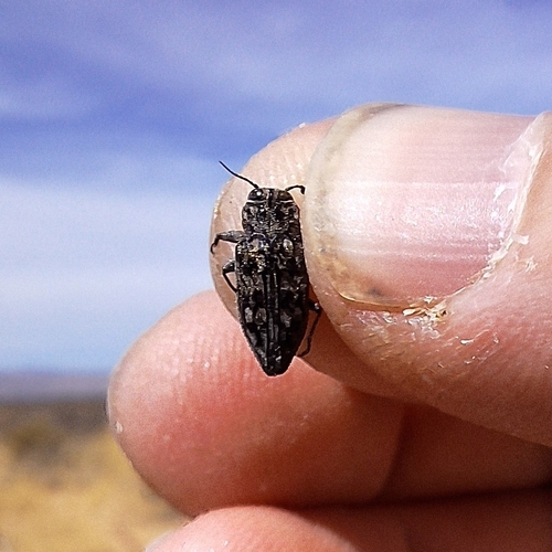 Chrysobothris exesa
