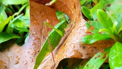 Scudderia curvicauda