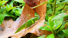 Scudderia curvicauda