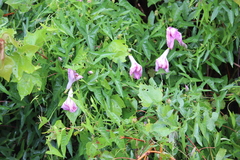 Ipomoea sagittata
