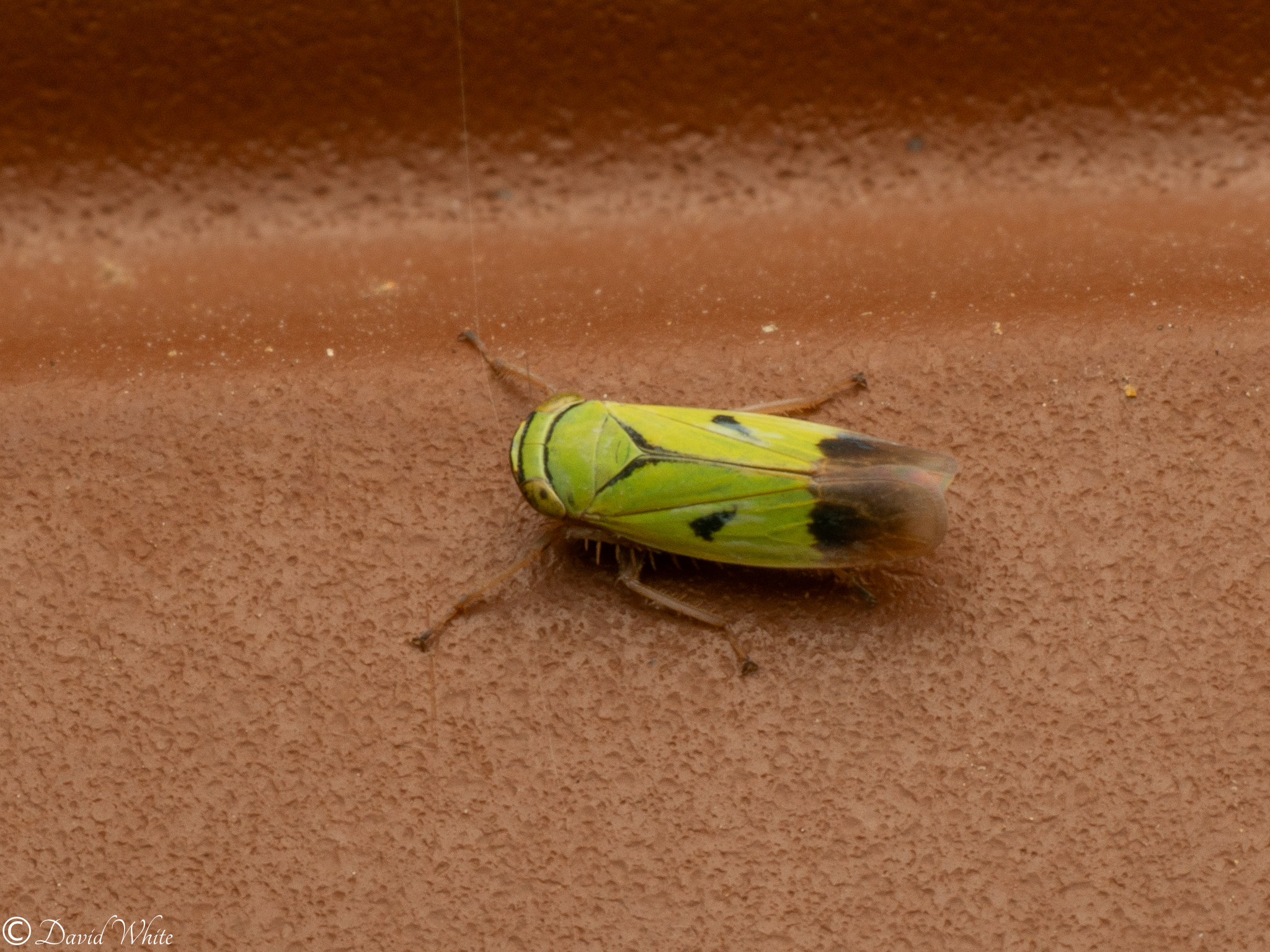 Neglu Insect Nephotettix nigropictus | Insect Vectors of Plant Disease