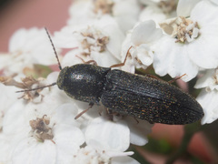 Agriotes gallicus