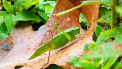 Scudderia curvicauda