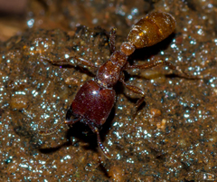 Dorylus helvolus