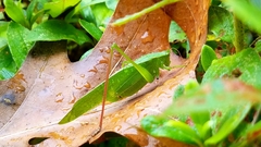 Scudderia curvicauda