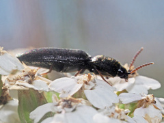 Agriotes gallicus