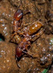 Dorylus helvolus