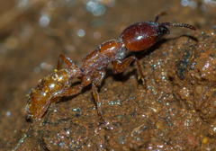Dorylus helvolus