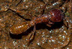Dorylus helvolus