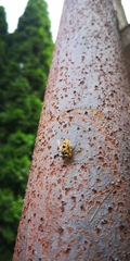 Hymenoptera