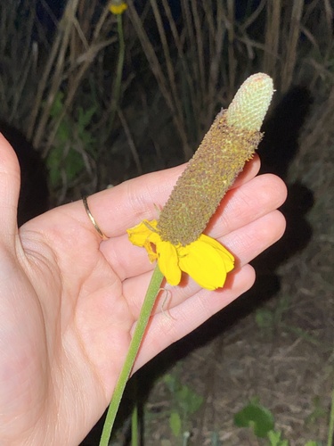 Naked Mexicanhat (Ratibida peduncularis)