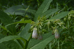 Symphytum officinale