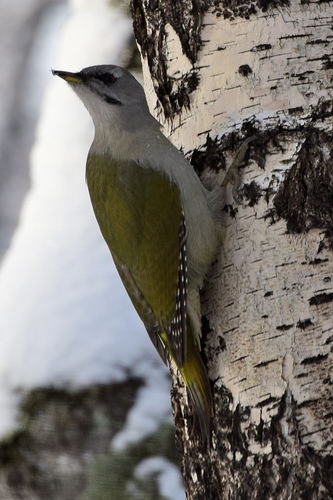 Grey-headed Woodpecker